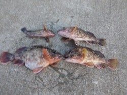 大阪南港海釣り公園 ガシラの釣果