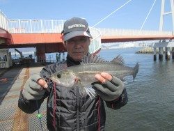 尼崎市立魚つり公園 エビ撒きズボ釣りでセイゴの釣果