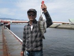 尼崎市立魚つり公園 エビ撒きズボ釣りでセイゴの釣果