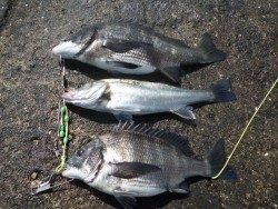 大阪南港海釣り公園 良型のチヌがヒット