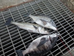 大阪南港海釣り公園 チヌ・ハネの釣果