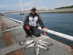 尼崎市立魚つり公園のチヌ・ハネ　ウキ・ズボどちらも上向き調子
