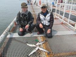尼崎市魚つり公園 ハネ&セイゴの釣果