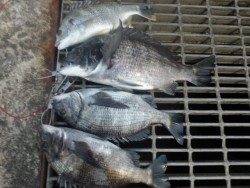 南港海釣り公園　ガシラ＆チヌの釣果