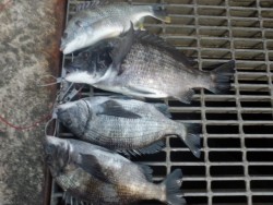 南港海釣り公園　ガシラ＆チヌの釣果