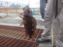 南港海釣り公園　ガシラ＆チヌの釣果