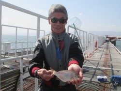 尼崎市立魚つり公園 ハネとウミタナゴの釣果