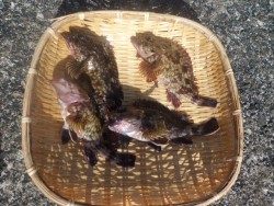 大阪南港海釣り公園 ガシラのみの釣果でした