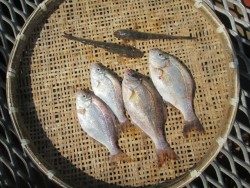 尼崎市立魚つり公園 ハネ狙いなら餌はシラサエビ