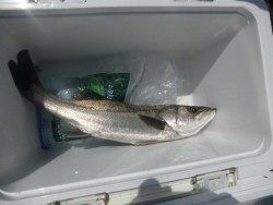 大阪南港海釣り公園 60ｃｍ級のハネが釣れました