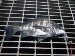 大阪南港海釣り公園 ガシラとチヌの釣果