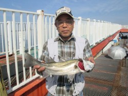 尼崎市立魚つり公園のハネ・セイゴ釣果、サビ…