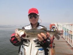 尼崎市魚つり公園　ハネ・セイゴ中心の釣果