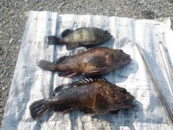 南港海釣り公園　ガシラ・メバル＆今年初のアジ