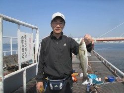 尼崎市魚つり公園 サビキのカタクチイワシ出始めました