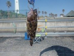 大阪南港海釣り公園 アジは2匹のみでした