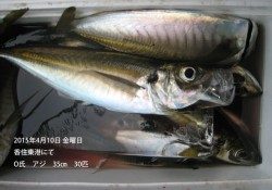 香住東港にて良型アジの釣果