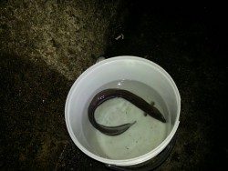 円月島でアオリイカ1杯とアナゴ一匹