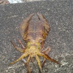 円月島でアオリイカ1杯とアナゴ一匹