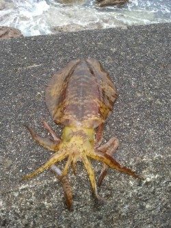 円月島でアオリイカ1杯とアナゴ一匹