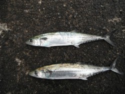 和歌山北港魚つり公園 サゴシが釣れています…