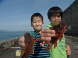 和歌山北港魚つり公園 ウマヅラハギとガシラ…