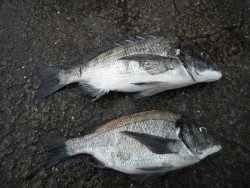 和歌山北港魚つり公園 良型チヌの釣果