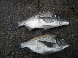 和歌山北港魚つり公園 良型チヌの釣果
