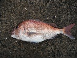 和歌山北港魚つり公園 マダイ６４㎝がヒット