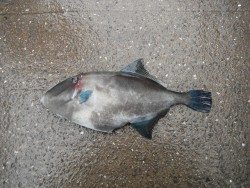 和歌山北港魚つり公園、立派なウマヅラ！