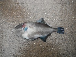 和歌山北港魚つり公園、立派なウマヅラ！