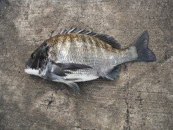 和歌山北港魚つり公園でのチヌ釣果