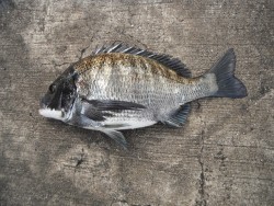 和歌山北港魚つり公園でのチヌ釣果