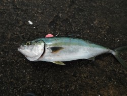 和歌山北港魚つり公園 メジロ61ｃｍの釣果…