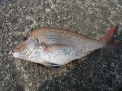 北港釣り公園　マダイの釣果あり