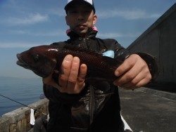 和歌山北港魚つり公園 カンダイの釣果
