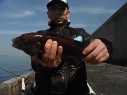 和歌山北港魚つり公園 カンダイの釣果