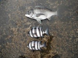 北港魚釣り公園　チヌ＆サンバソウの釣果