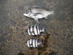 北港魚釣り公園　チヌ＆サンバソウの釣果