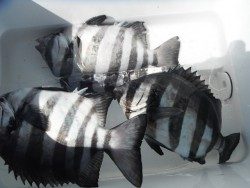 和歌山北港魚つり公園 サンバソウの釣果