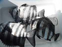 和歌山北港魚つり公園 サンバソウの釣果