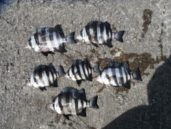 和歌山北港魚つり公園 サンバソウの喰い上昇…