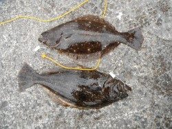 和歌山北港魚つり公園 ヒラメ４９㎝&５０㎝