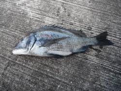 和歌山北港魚つり公園 天秤カゴ釣りでチヌ3…