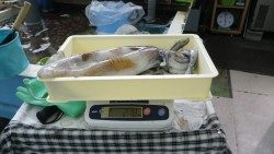 椿地磯でエギング　アオリキロアップ！