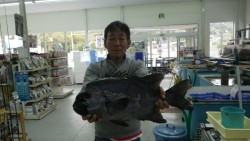 口和深・中ノ三ツ石でのイシダイ釣果