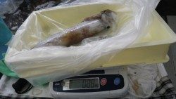 市江周辺でファミリーヤエン