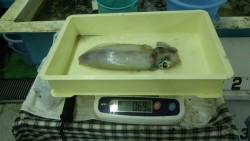 見草　ヤエンでアオリイカの釣果