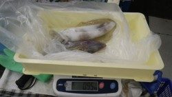 白浜町椿見草でヤエン・活アジでの釣果