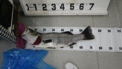 串本大島　ルアーでヒラスズキ2尾